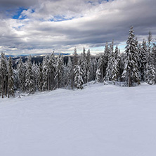 Winter landscape with Pines covered with snow in Rhodope Mountains near pamporovo resort, Smolyan Region, Bulgaria