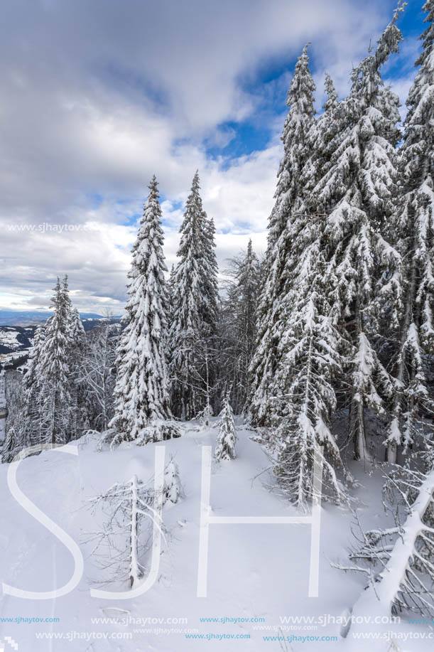 Winter landscape with Pines covered with snow in Rhodope Mountains near pamporovo resort, Smolyan Region, Bulgaria