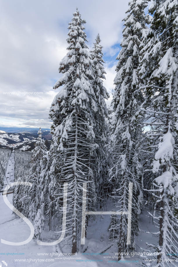 Winter landscape with Pines covered with snow in Rhodope Mountains near pamporovo resort, Smolyan Region, Bulgaria