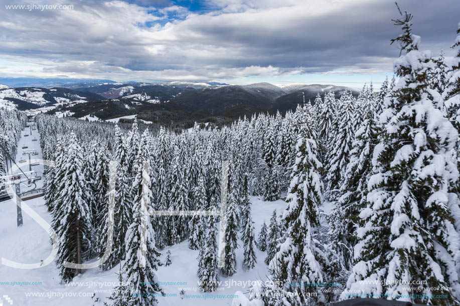 Winter landscape with Pines covered with snow in Rhodope Mountains near pamporovo resort, Smolyan Region, Bulgaria