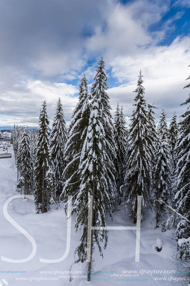 Winter landscape with Pines covered with snow in Rhodope Mountains near pamporovo resort, Smolyan Region, Bulgaria