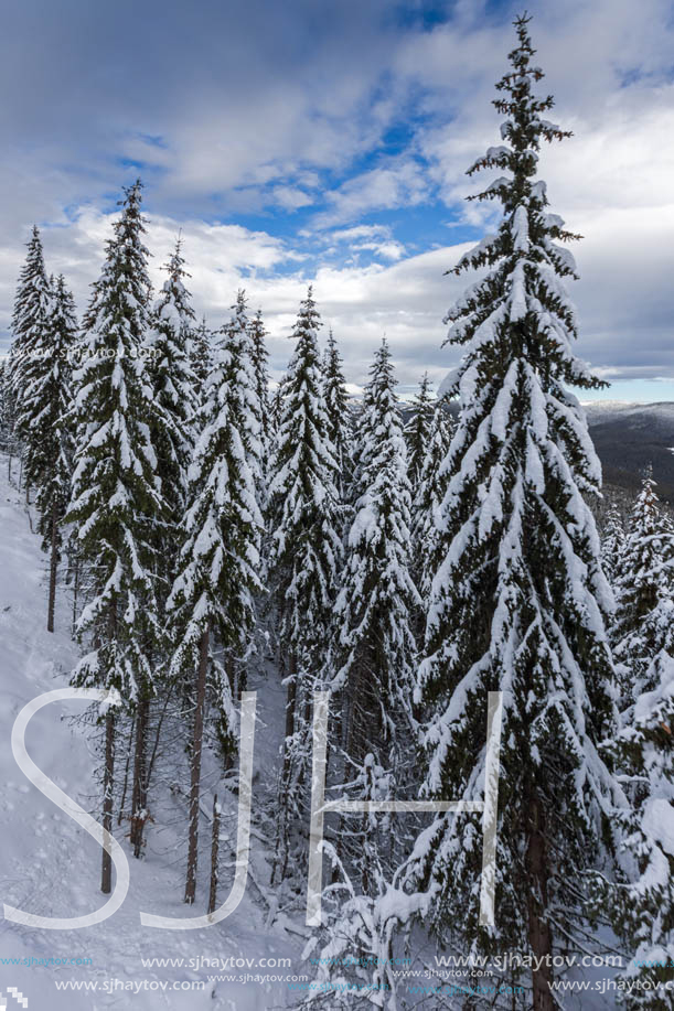 Winter landscape with Pines covered with snow in Rhodope Mountains near pamporovo resort, Smolyan Region, Bulgaria