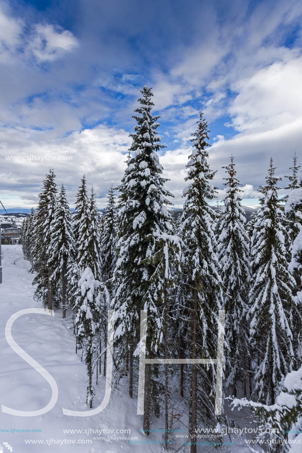 Winter landscape with Pines covered with snow in Rhodope Mountains near pamporovo resort, Smolyan Region, Bulgaria