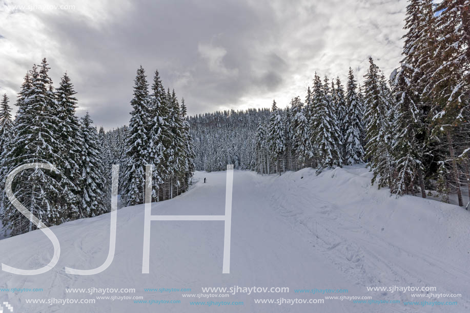 Winter landscape with Pines covered with snow in Rhodope Mountains near pamporovo resort, Smolyan Region, Bulgaria