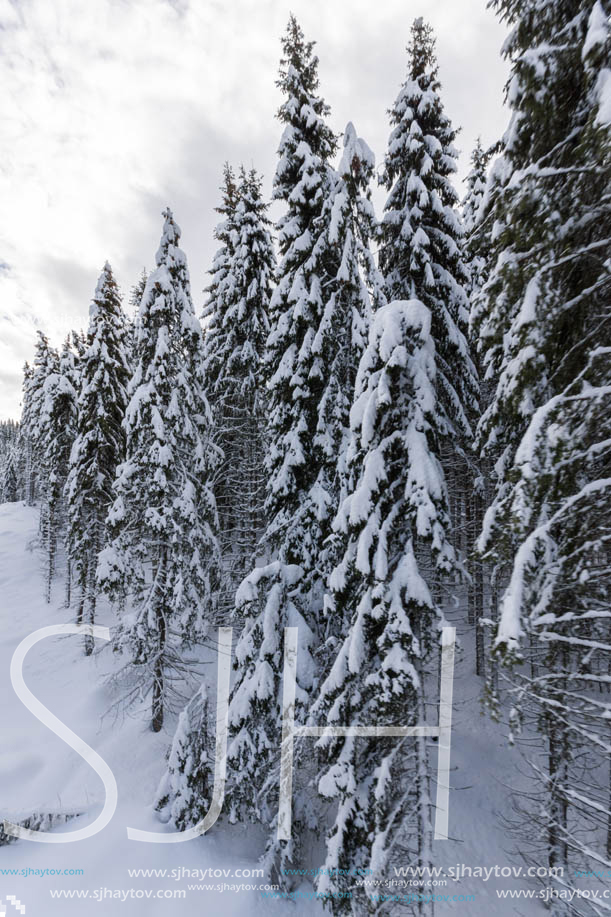 Winter landscape with Pines covered with snow in Rhodope Mountains near pamporovo resort, Smolyan Region, Bulgaria