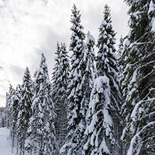 Winter landscape with Pines covered with snow in Rhodope Mountains near pamporovo resort, Smolyan Region, Bulgaria