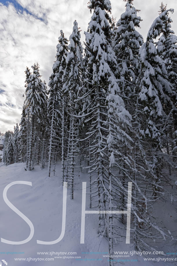 Winter landscape with Pines covered with snow in Rhodope Mountains near pamporovo resort, Smolyan Region, Bulgaria