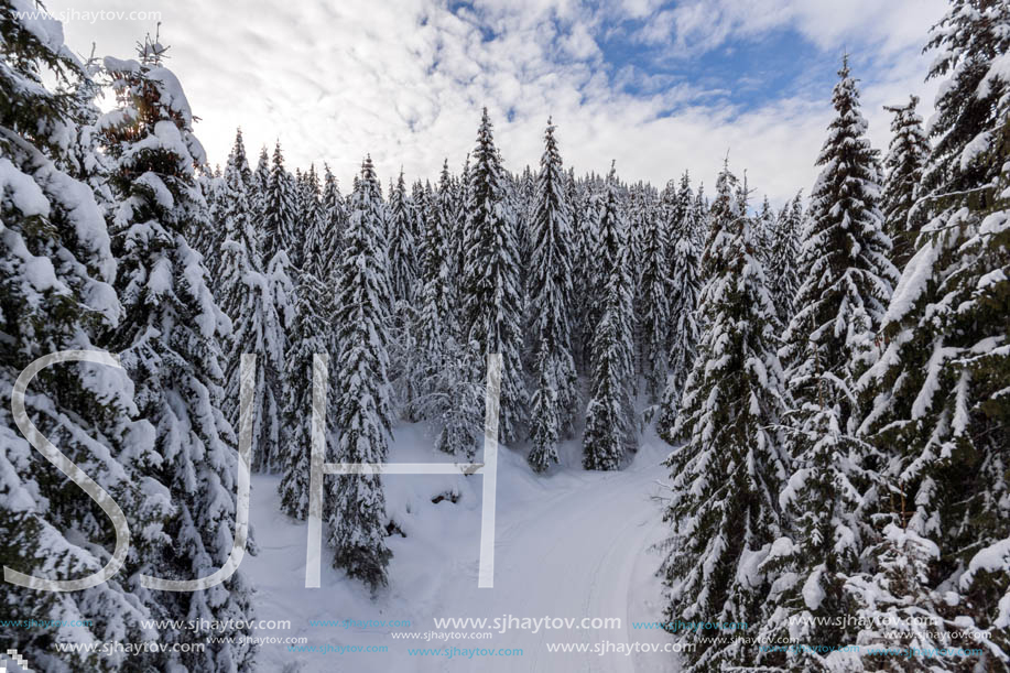 Winter landscape with Pines covered with snow in Rhodope Mountains near pamporovo resort, Smolyan Region, Bulgaria