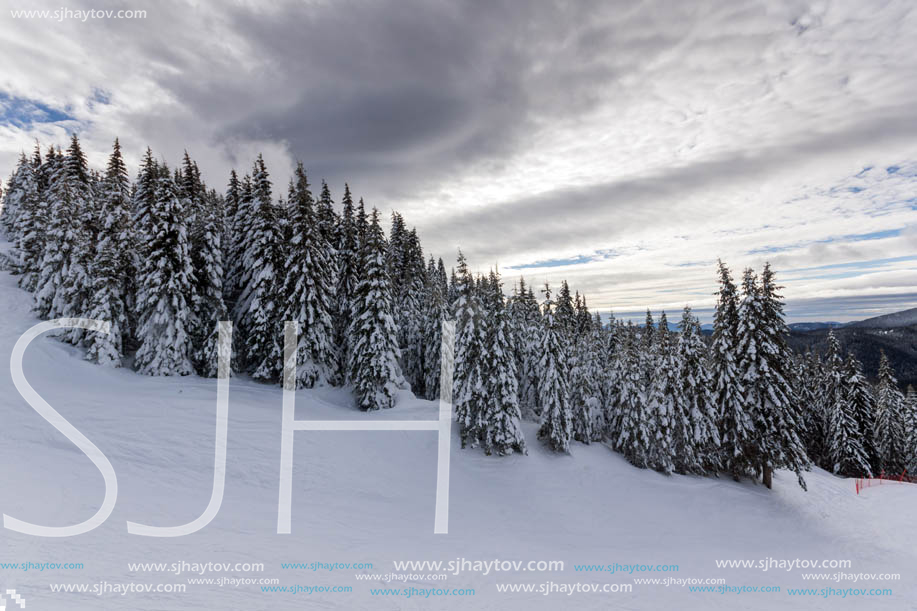 Winter landscape with Pines covered with snow in Rhodope Mountains near pamporovo resort, Smolyan Region, Bulgaria