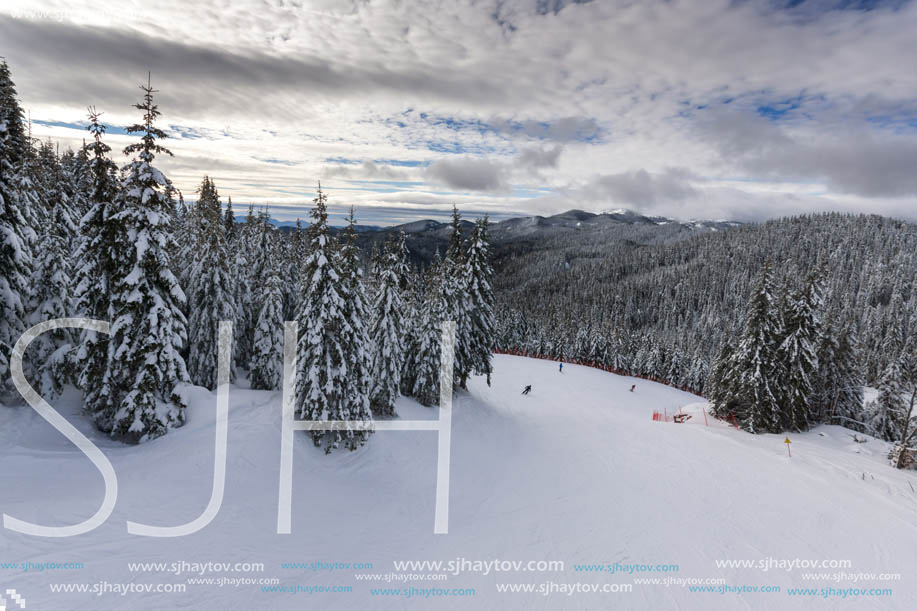 Winter landscape with Pines covered with snow in Rhodope Mountains near pamporovo resort, Smolyan Region, Bulgaria