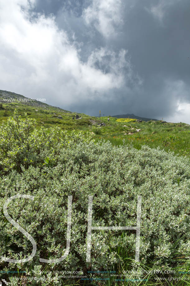 Landscape with hills of Vitosha Mountain, Sofia City Region, Bulgaria