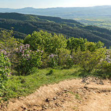 Amazing Spring Landscape near rock formation Stob pyramids, Rila Mountain, Kyustendil region, Bulgaria