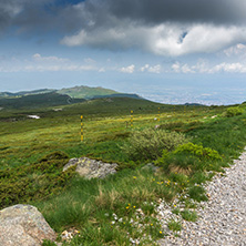 Panorama with green hills of Vitosha Mountain near Cherni Vrah Peak, Sofia City Region, Bulgaria
