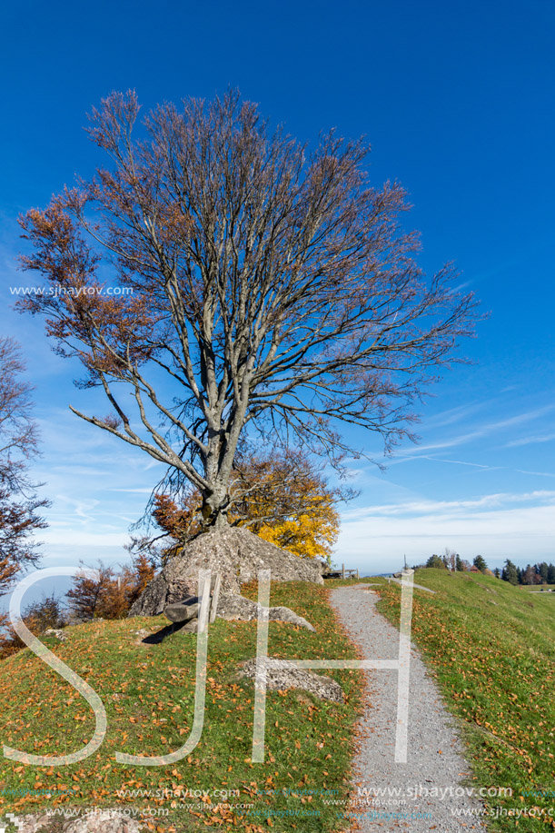 Green meadows above Lake Lucerne, near mount Rigi, Alps, Switzerland