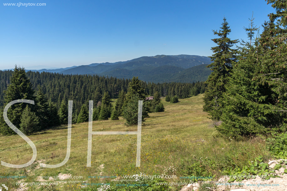 Amazing Summer landscape of Rhodope Mountains near Snezhanka peak and ski resort Pamporovo, Smolyan Region, Bulgaria