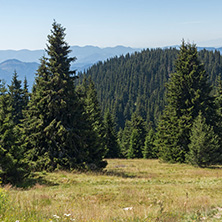 Amazing Summer landscape of Rhodope Mountains near Snezhanka peak and ski resort Pamporovo, Smolyan Region, Bulgaria