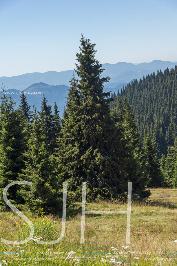 Amazing Summer landscape of Rhodope Mountains near Snezhanka peak and ski resort Pamporovo, Smolyan Region, Bulgaria