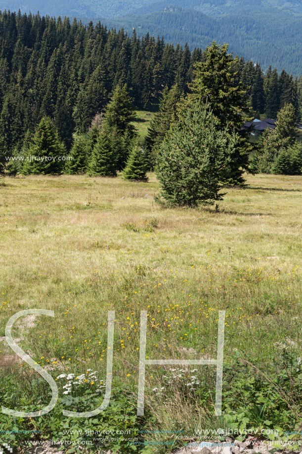 Amazing Summer landscape of Rhodope Mountains near Snezhanka peak and ski resort Pamporovo, Smolyan Region, Bulgaria