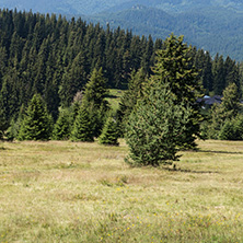 Amazing Summer landscape of Rhodope Mountains near Snezhanka peak and ski resort Pamporovo, Smolyan Region, Bulgaria