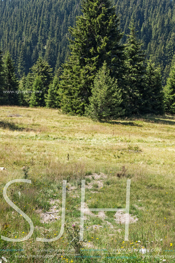 Amazing Summer landscape of Rhodope Mountains near Snezhanka peak and ski resort Pamporovo, Smolyan Region, Bulgaria