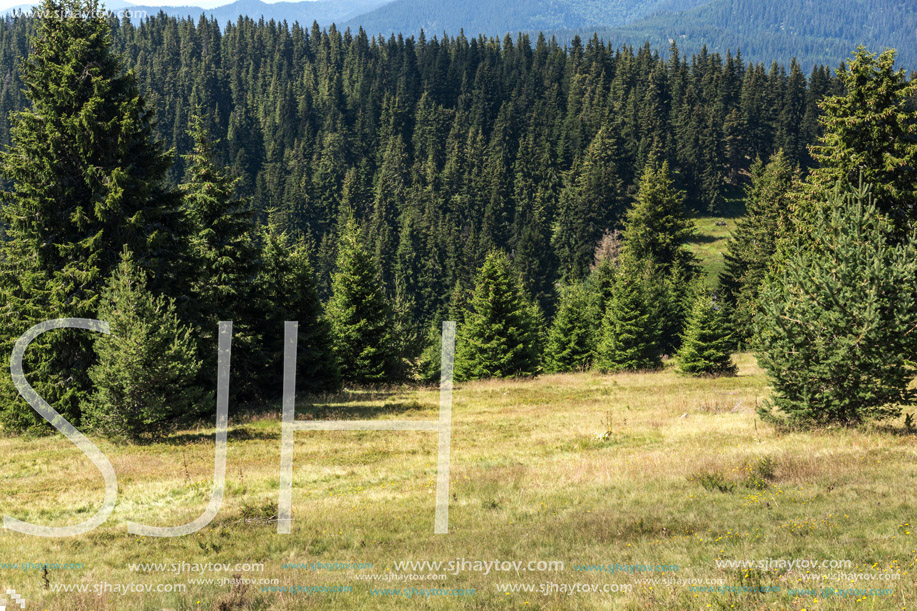 Amazing Summer landscape of Rhodope Mountains near Snezhanka peak and ski resort Pamporovo, Smolyan Region, Bulgaria