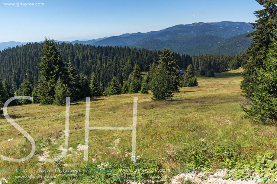 Amazing Summer landscape of Rhodope Mountains near Snezhanka peak and ski resort Pamporovo, Smolyan Region, Bulgaria