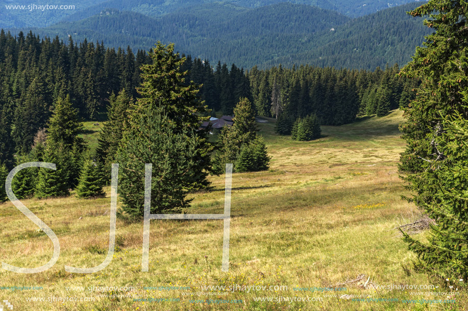 Amazing Summer landscape of Rhodope Mountains near Snezhanka peak and ski resort Pamporovo, Smolyan Region, Bulgaria