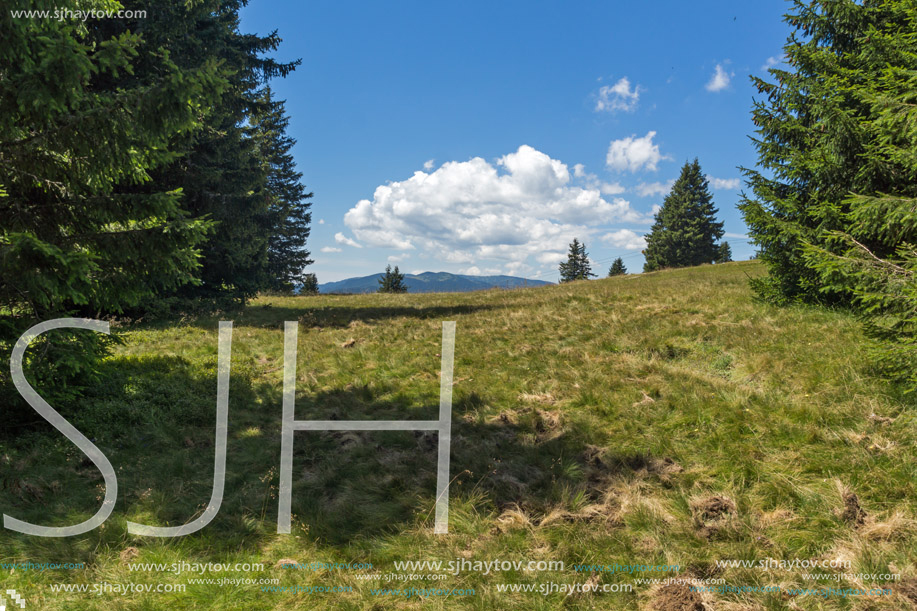 Amazing Summer landscape of Rhodope Mountains near Snezhanka peak and ski resort Pamporovo, Smolyan Region, Bulgaria