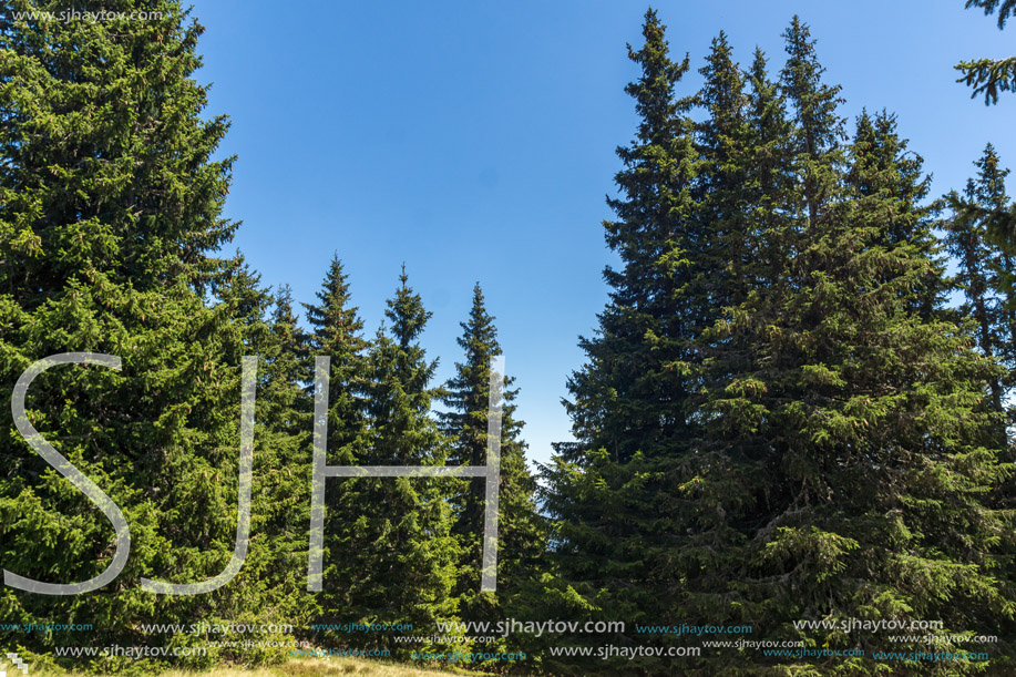 Amazing Summer landscape of Rhodope Mountains near Snezhanka peak and ski resort Pamporovo, Smolyan Region, Bulgaria