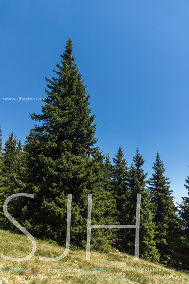 Amazing Summer landscape of Rhodope Mountains near Snezhanka peak and ski resort Pamporovo, Smolyan Region, Bulgaria