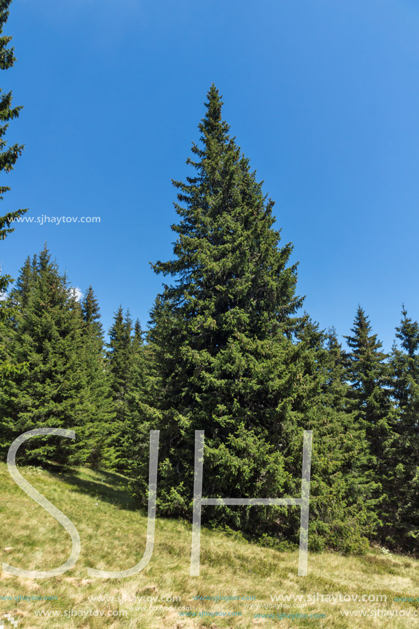 Amazing Summer landscape of Rhodope Mountains near Snezhanka peak and ski resort Pamporovo, Smolyan Region, Bulgaria