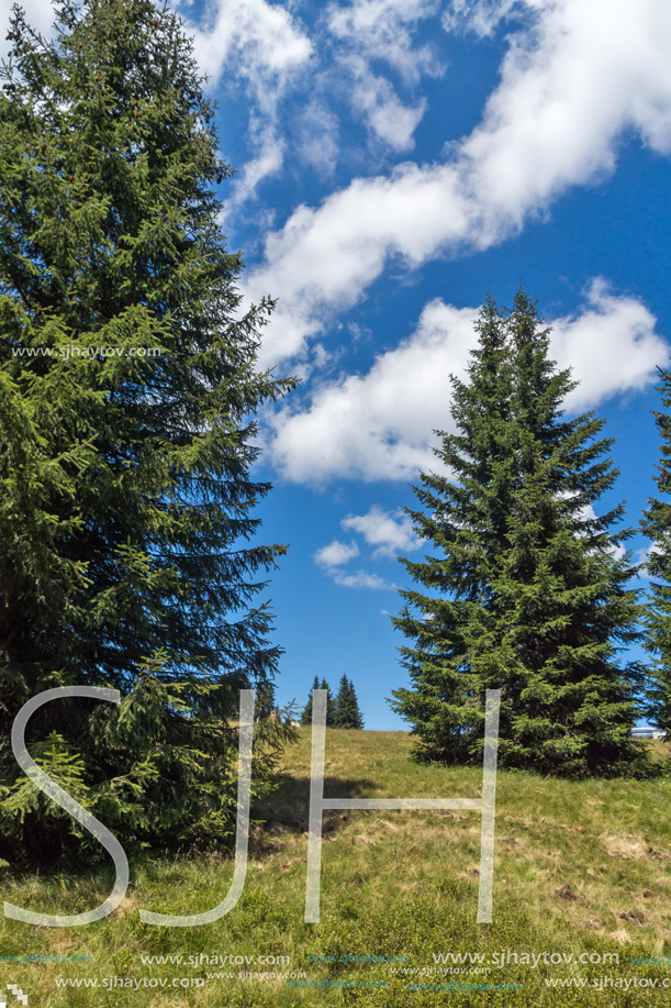 Amazing Summer landscape of Rhodope Mountains near Snezhanka peak and ski resort Pamporovo, Smolyan Region, Bulgaria