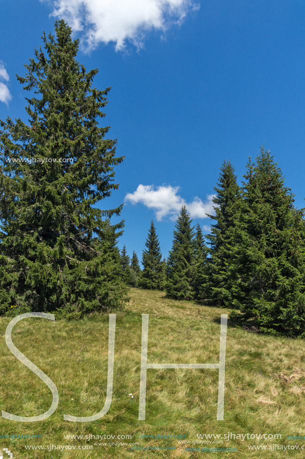 Amazing Summer landscape of Rhodope Mountains near Snezhanka peak and ski resort Pamporovo, Smolyan Region, Bulgaria