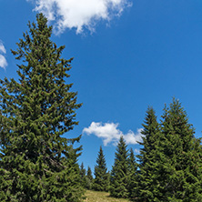Amazing Summer landscape of Rhodope Mountains near Snezhanka peak and ski resort Pamporovo, Smolyan Region, Bulgaria