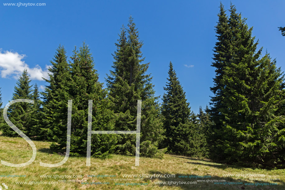 Amazing Summer landscape of Rhodope Mountains near Snezhanka peak and ski resort Pamporovo, Smolyan Region, Bulgaria