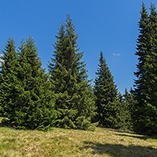 Amazing Summer landscape of Rhodope Mountains near Snezhanka peak and ski resort Pamporovo, Smolyan Region, Bulgaria