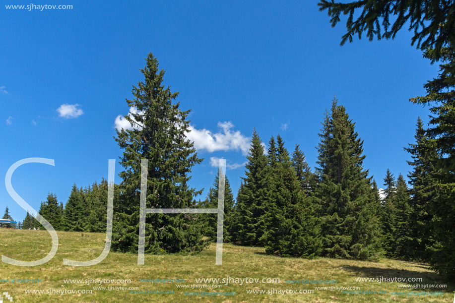 Amazing Summer landscape of Rhodope Mountains near Snezhanka peak and ski resort Pamporovo, Smolyan Region, Bulgaria