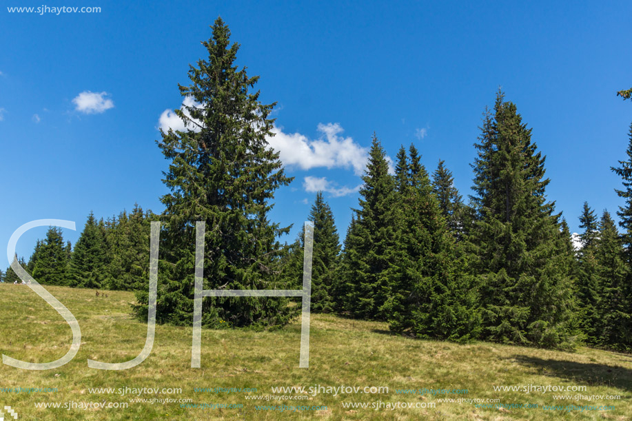 Amazing Summer landscape of Rhodope Mountains near Snezhanka peak and ski resort Pamporovo, Smolyan Region, Bulgaria