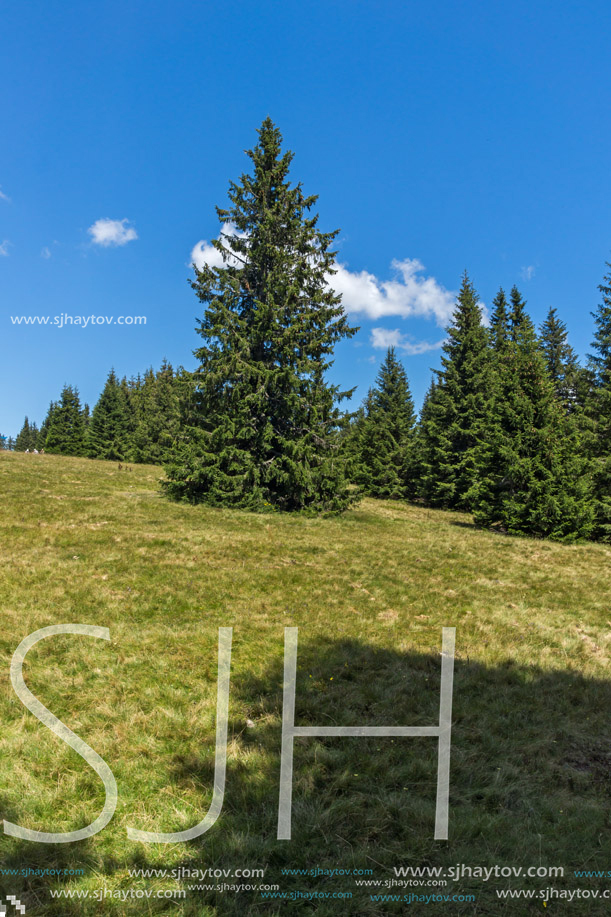 Amazing Summer landscape of Rhodope Mountains near Snezhanka peak and ski resort Pamporovo, Smolyan Region, Bulgaria