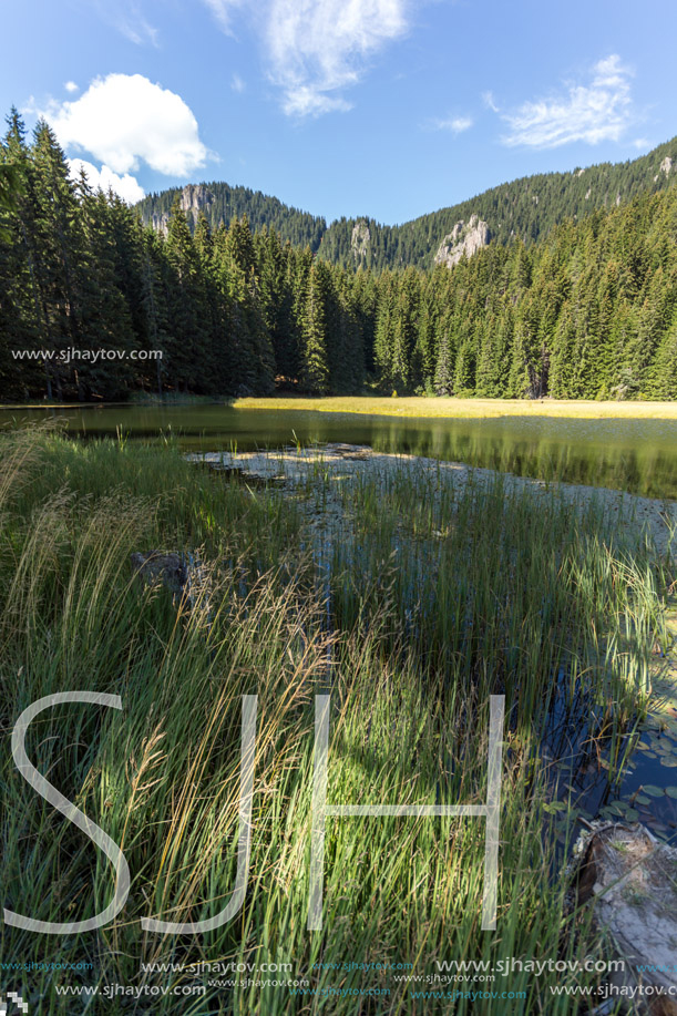 Amazing landscape of  The Grassy (Trevistoto) Smolyan lake at Rhodope Mountains, Smolyan Region, Bulgaria