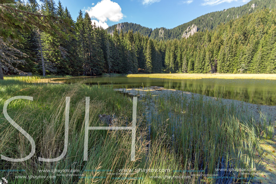 Amazing landscape of  The Grassy (Trevistoto) Smolyan lake at Rhodope Mountains, Smolyan Region, Bulgaria