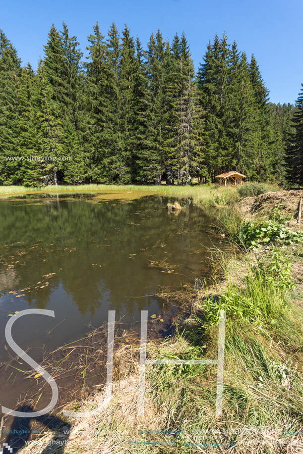 Amazing landscape of  The Grassy (Trevistoto) Smolyan lake at Rhodope Mountains, Smolyan Region, Bulgaria