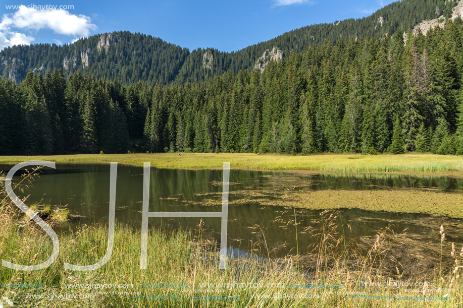 Amazing landscape of  The Grassy (Trevistoto) Smolyan lake at Rhodope Mountains, Smolyan Region, Bulgaria