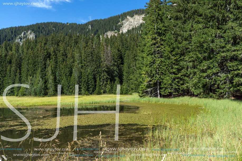 Amazing landscape of  The Grassy (Trevistoto) Smolyan lake at Rhodope Mountains, Smolyan Region, Bulgaria