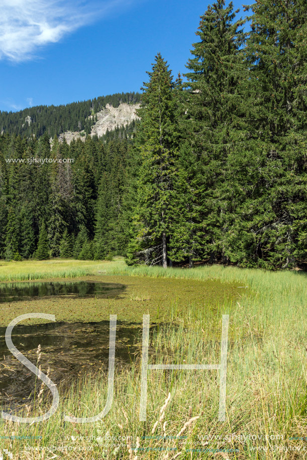 Amazing landscape of  The Grassy (Trevistoto) Smolyan lake at Rhodope Mountains, Smolyan Region, Bulgaria