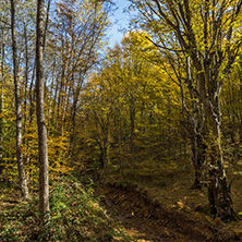 Autumn Landscape with yellow Trees near Devil town in Radan Mountain, Serbia