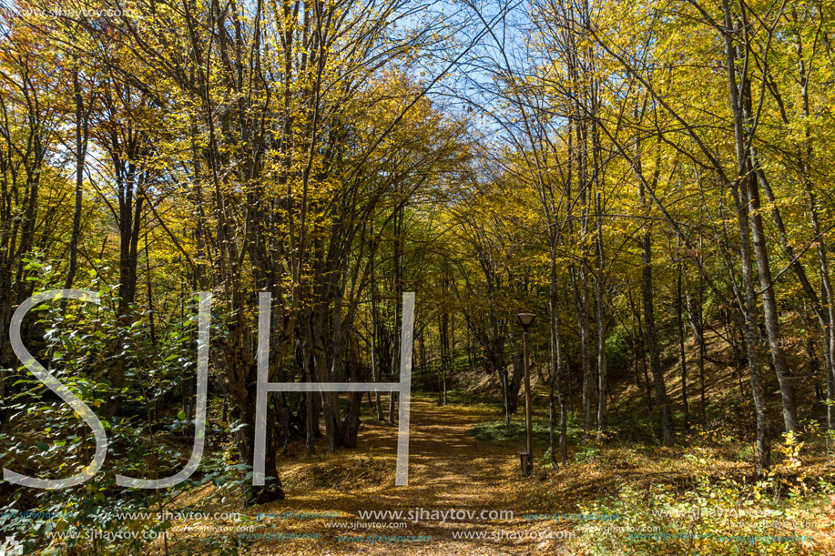 Autumn Landscape with yellow Trees near Devil town in Radan Mountain, Serbia