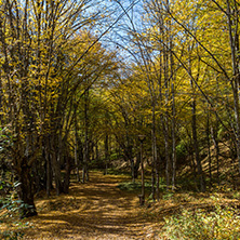Autumn Landscape with yellow Trees near Devil town in Radan Mountain, Serbia