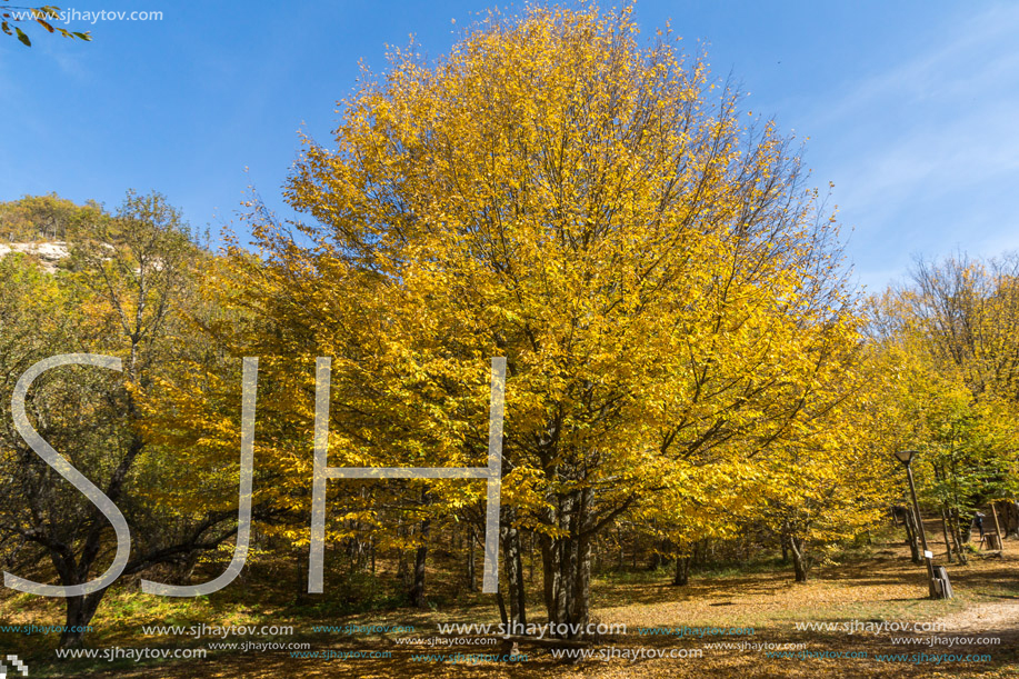 Autumn Landscape with yellow Trees near Devil town in Radan Mountain, Serbia