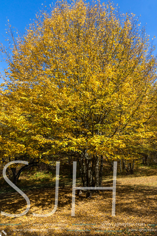 Autumn Landscape with yellow Trees near Devil town in Radan Mountain, Serbia